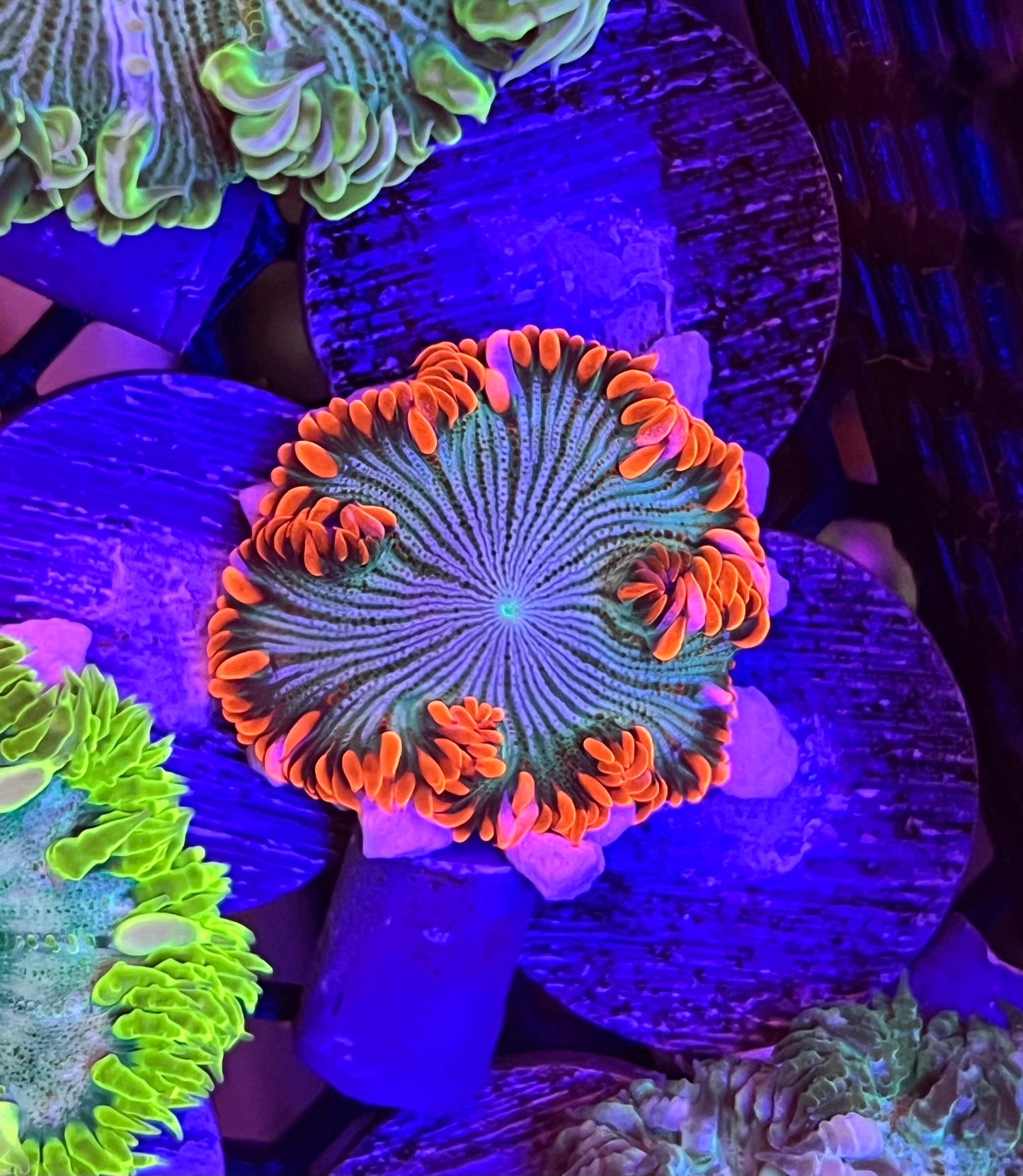 Rock Flower Anemone