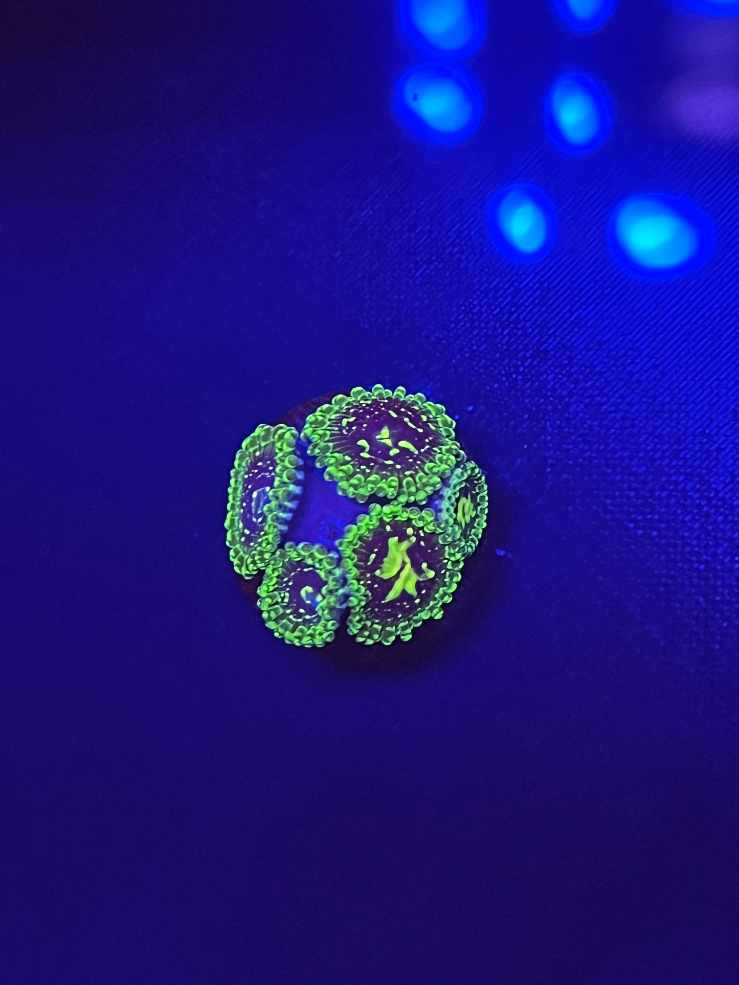 Exosphere Zoa