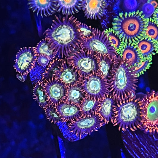 KC Fire and Ice Zoanthid