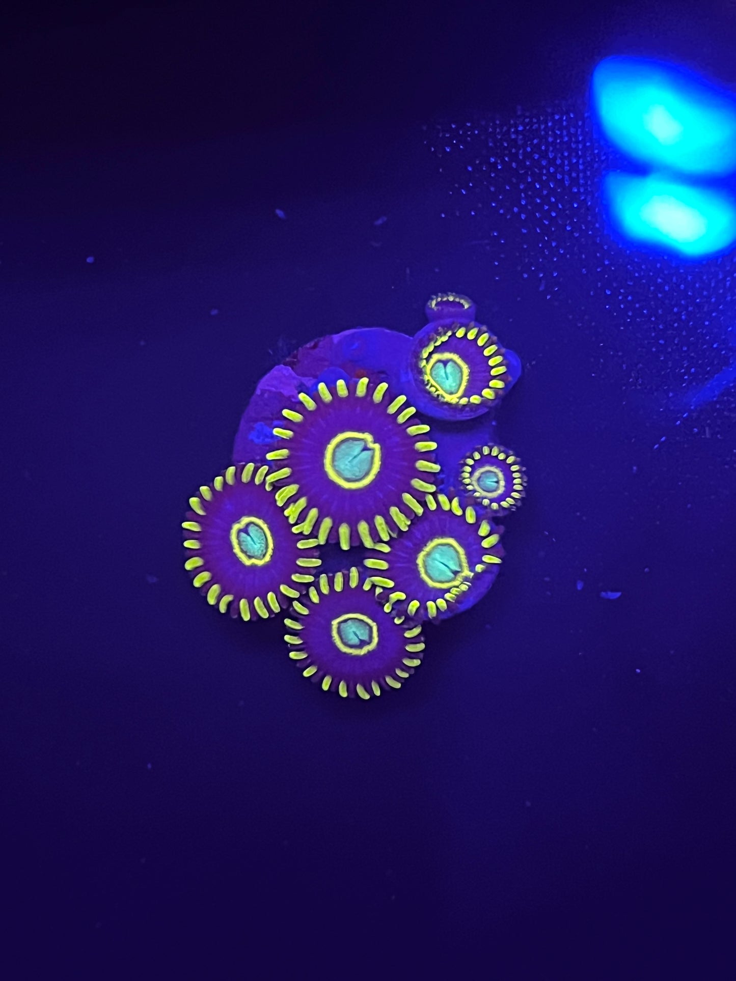 Blue Hornet Zoa