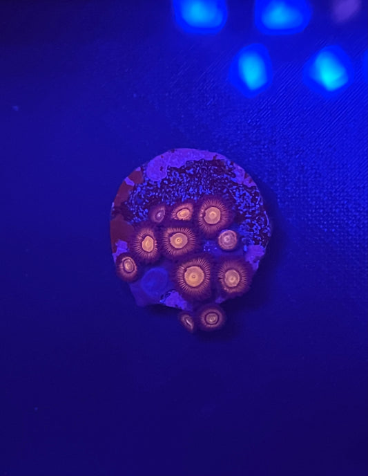 Halo Monster Zoa