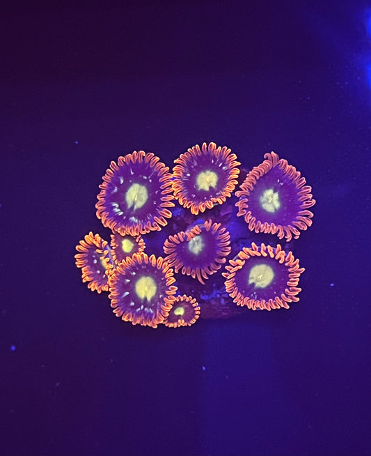 Fire and Ice Zoa