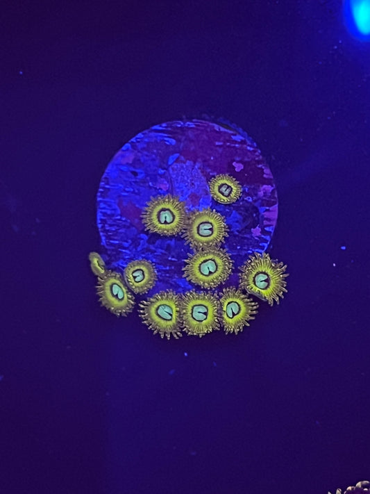 Pikachu Zoa