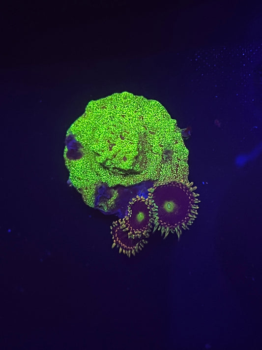 Shattered Light Lepto combo Zoa